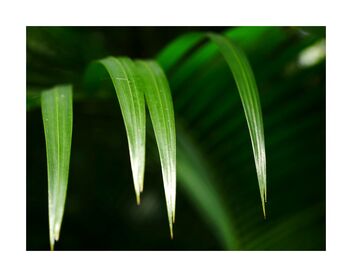 Palm leaves - Kostenloses image #491481