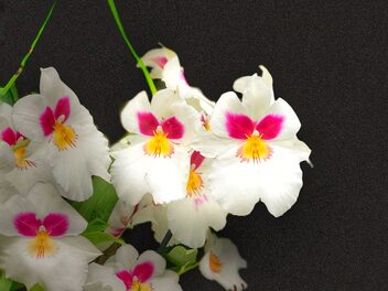 Orchids - image #491531 gratis