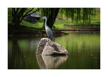 Heron in the middle of the lake - Free image #491621