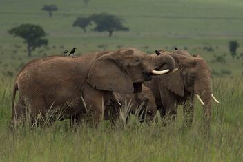Kidepo Elephants - image #491771 gratis