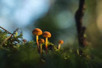 [Small Fungi 25] - Kostenloses image #491831
