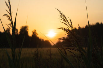 [Morning Grass 2] - бесплатный image #491891