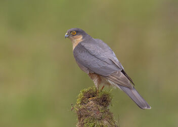 Sparrowhawk - Accipiter nisus - image gratuit #492021 