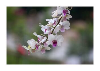 Orchid - image #492081 gratis