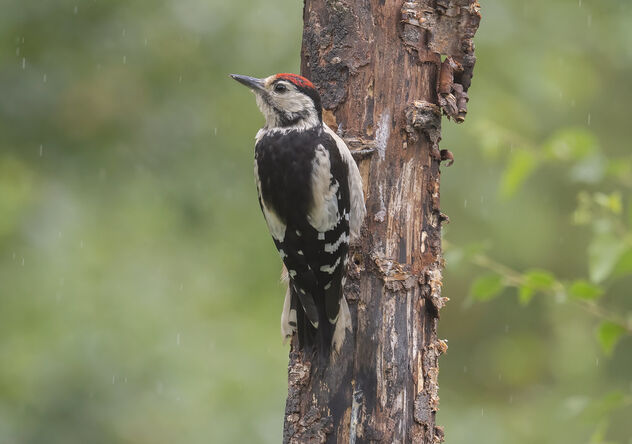 Juvenile G.S.Woodpecker in the rain! - Kostenloses image #492171