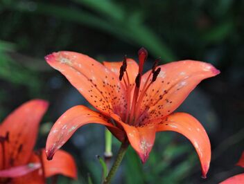 Lily in evening light - image gratuit #492211 