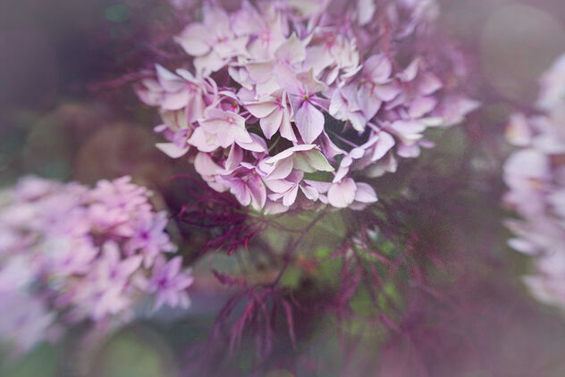 Hydrangea flowers - бесплатный image #492331