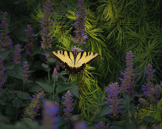 Pretty Butterfly - бесплатный image #492431