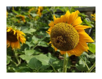 Sunflower season - image #492441 gratis