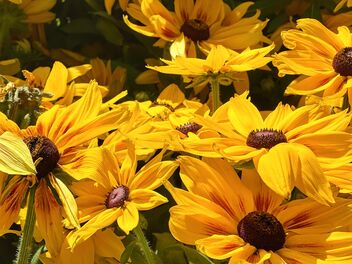 chrysanthemum - image #492491 gratis