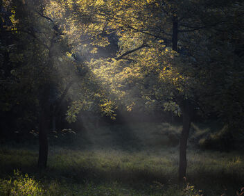 Sunbeams Lighting Up Tree - Kostenloses image #492581