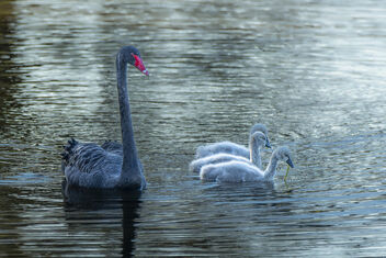 Black Swan and Cygnets - image #492871 gratis