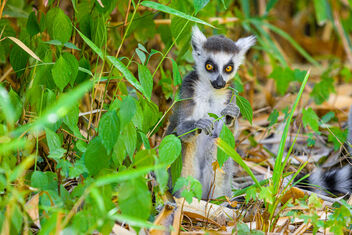 Ring-Tailed Lemur Baby - image gratuit #492961 