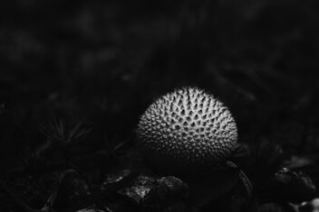 [Small Fungi 27] - image #492981 gratis