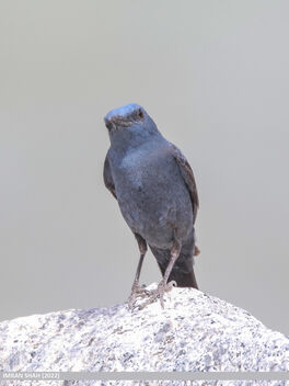 Blue Rock Thrush (Monticola solitarius) - image gratuit #493021 