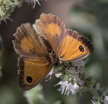 Gatekeeper butterfly on spearmint - Free image #493421