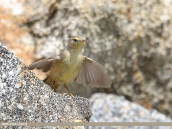 Sulphur-bellied Warbler (Phylloscopus griseolus) - image #493431 gratis
