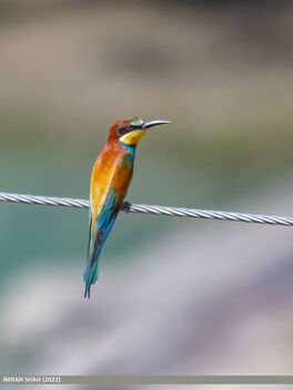 European Bee-eater (Merops apiaster) - image #493451 gratis