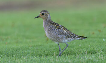 Pacific Golden Plover - Free image #493531