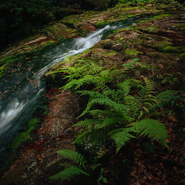 A stream - бесплатный image #493641