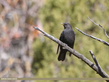 Tibetan Blackbird (Turdus maximus) - бесплатный image #493721