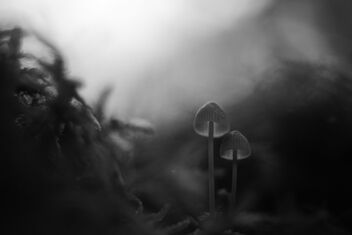 [Small Fungi 37] - бесплатный image #493901