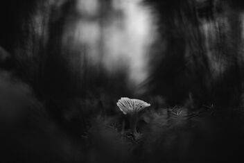 [Small Fungi 43] - Kostenloses image #494241