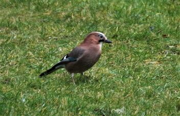 Jay on the green - Free image #494351