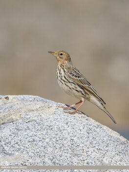 Red-throated Pipit (Anthus cervinus) - Free image #494391