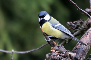 Great Tit and Tendonlock - Free image #494441