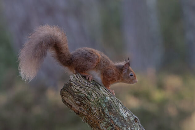 Red Squirrel - Free image #494661