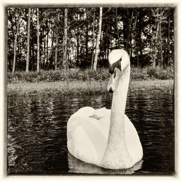 Lonely Swan - Kostenloses image #494941