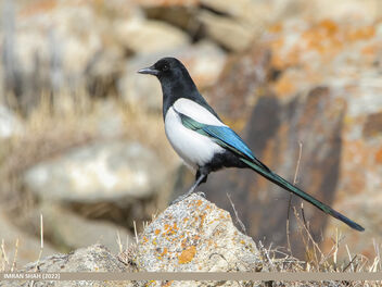 Eurasian Magpie (Pica pica) - Free image #495381