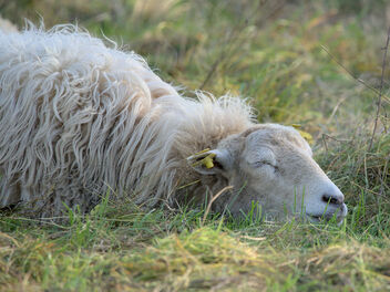 Sheep are melting into the pasture - бесплатный image #495861