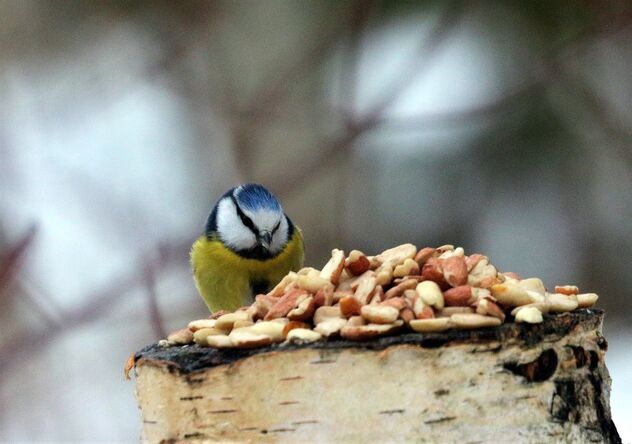 A Blue tit at the dining table - image #496191 gratis