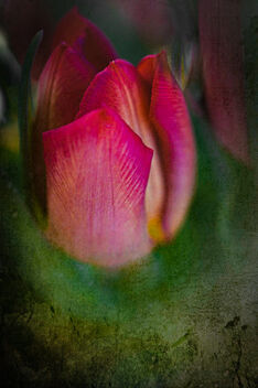Red Tulip - image #496551 gratis