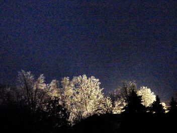 Icy Trees and Noise - image gratuit #496811 