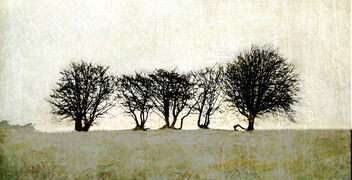 Tree Silhouettes - image gratuit #496881 