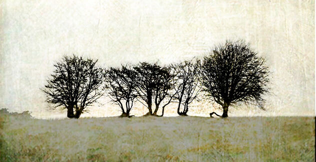 Tree Silhouettes - бесплатный image #496881