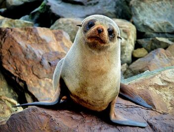 New Zealand fur seal. - бесплатный image #496941