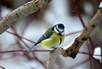 A sharp look of blue tit - Free image #496981