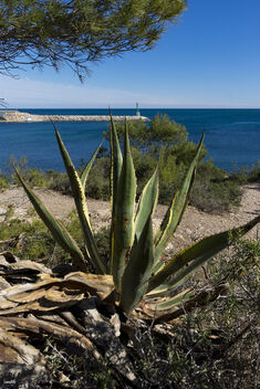 Agave - Kostenloses image #496991
