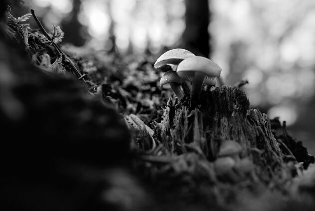 [Cluster of Fungi 2] - бесплатный image #497111