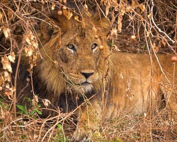 Ugandan Lion - image gratuit #497161 