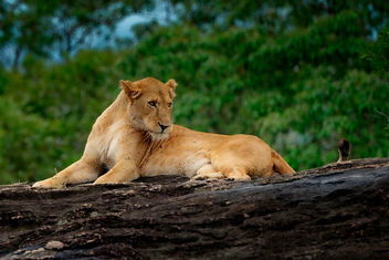 Lioness, Kidepo - image #497411 gratis