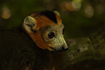 Crowned Lemur - Kostenloses image #497431