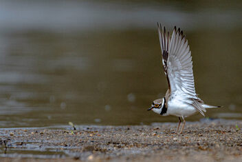 The Little Ringed Plover - Free image #497461