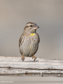 Rock Sparrow (Petronia petronia) - image gratuit #497491 