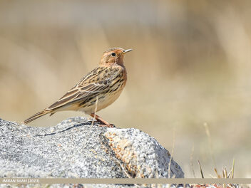 Red-throated Pipit (Anthus cervinus) - Free image #497981