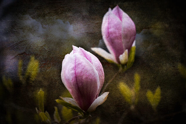 Magnolia Flowers - Free image #497991